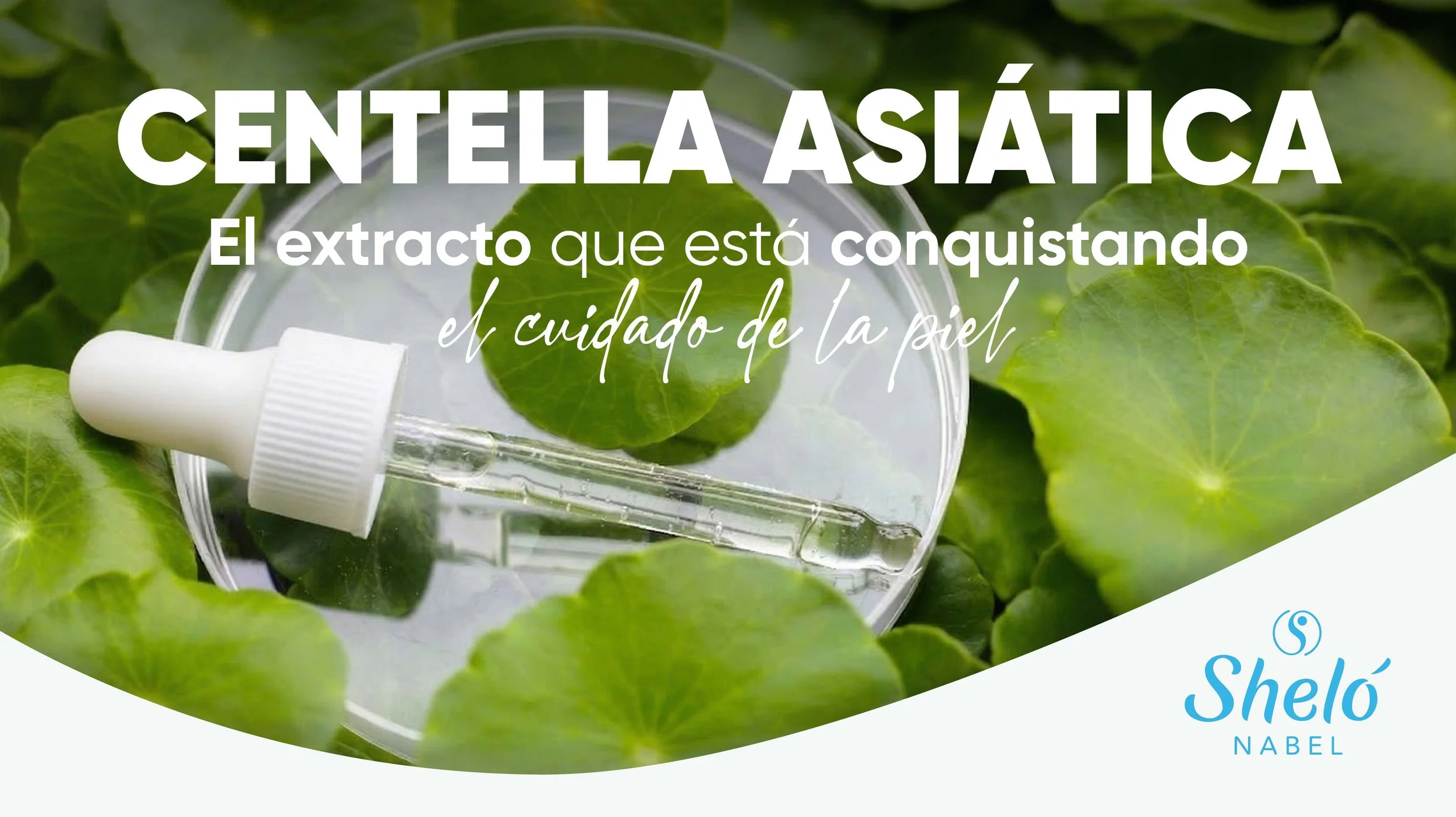 Centella Asiática el extracto que está conquistando el cuidado de la piel 