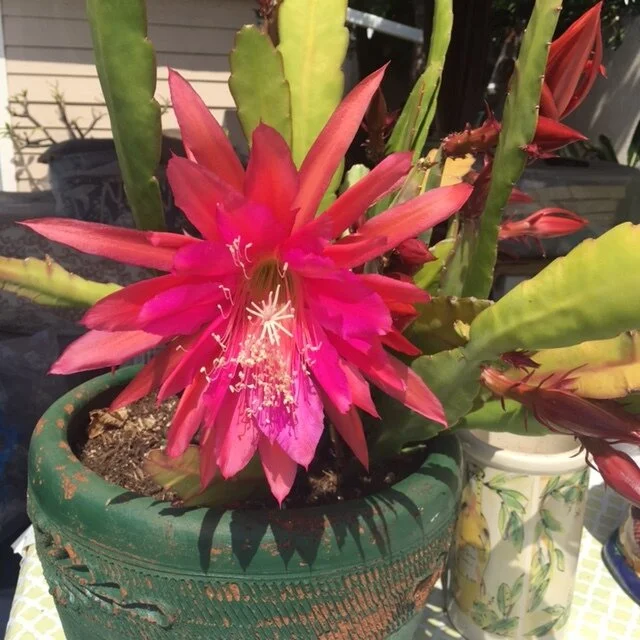 PLANTS TO ENJOY - BEACH BLOOMS OR DESERT CACTUS
