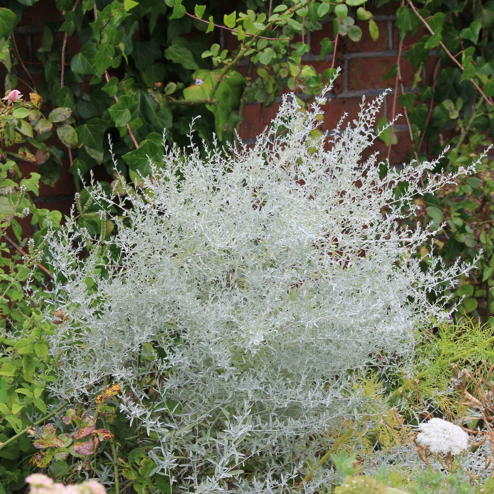 Artemisia ludoviciana - $9