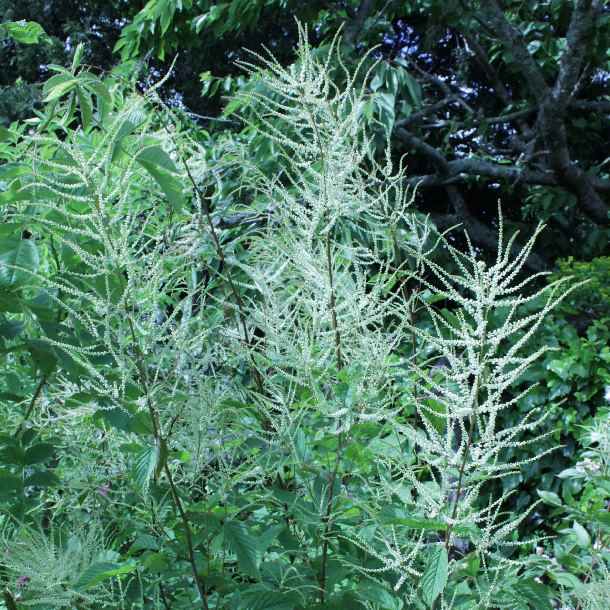 Aruncus dioicus 'Goats Beard' 