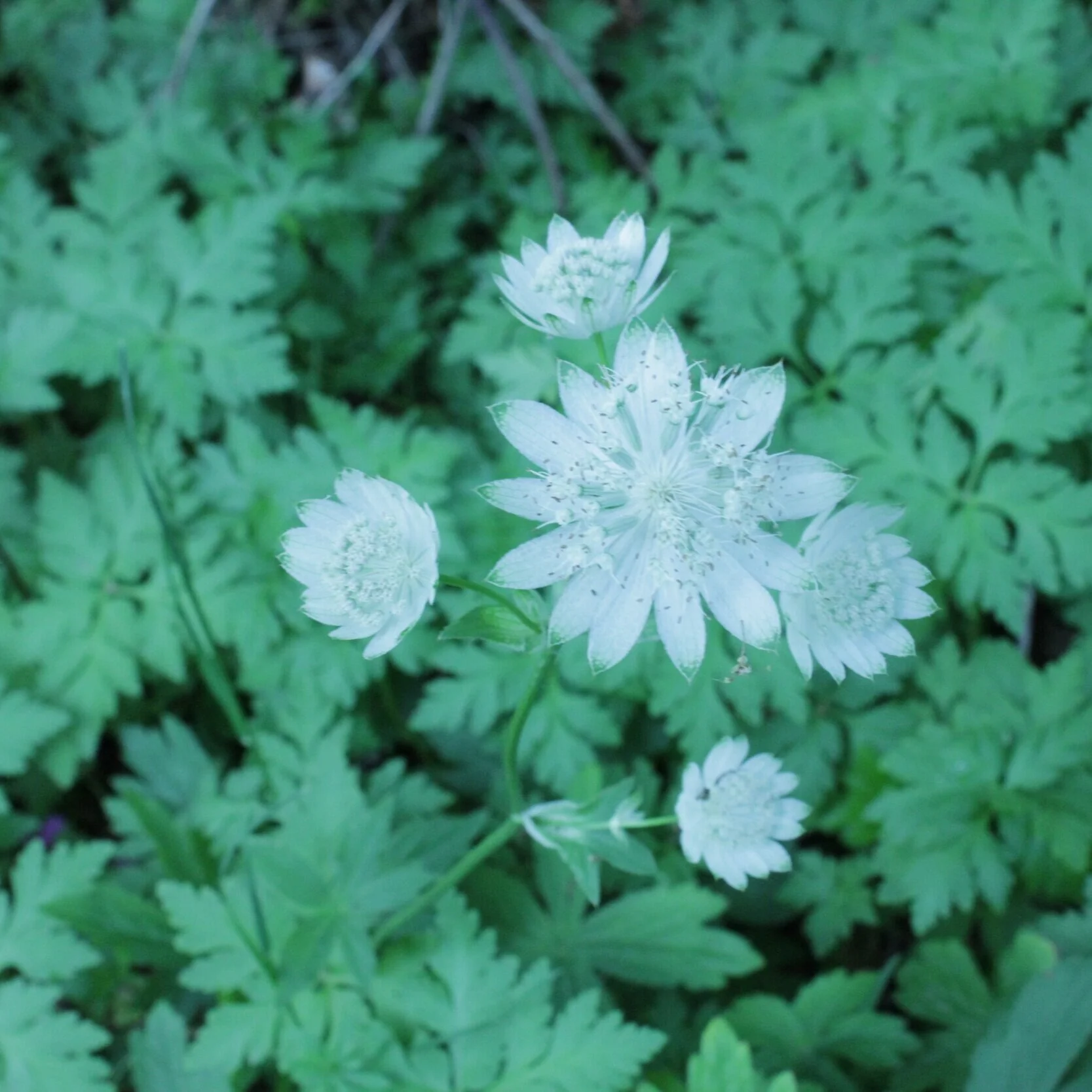 Astrantia major 