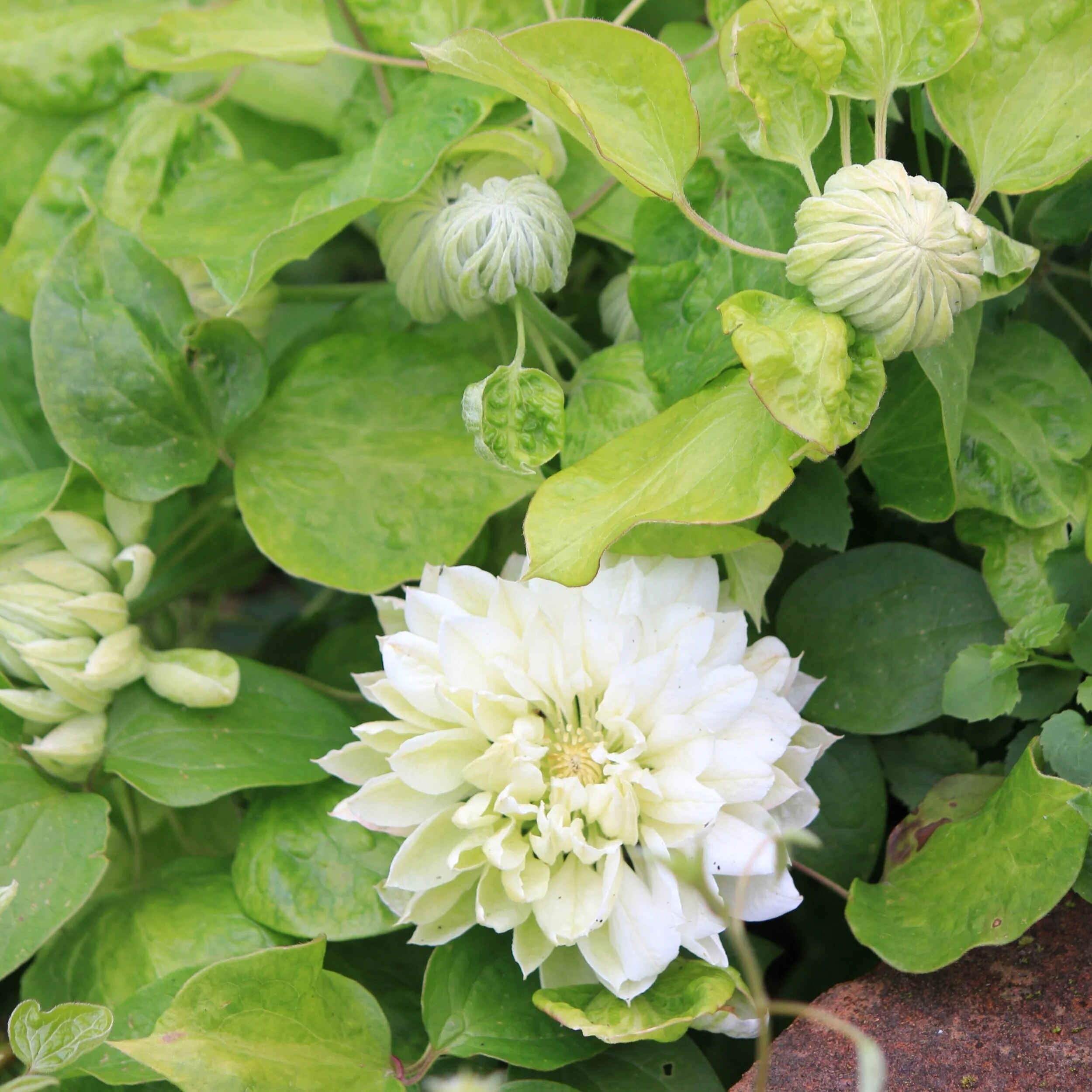 Clematis `Duchess of Edinburgh’ 