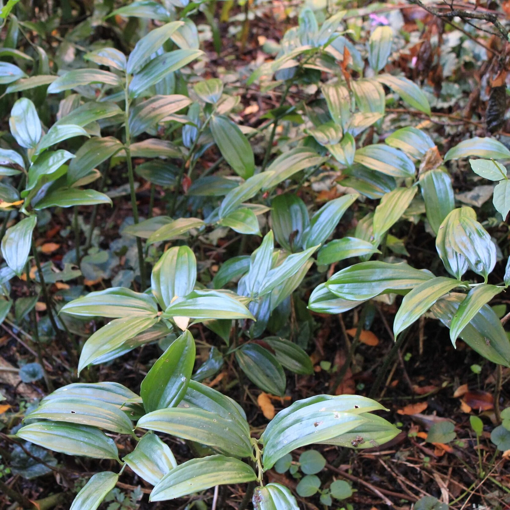 Disporopsis omiensis. - From $9