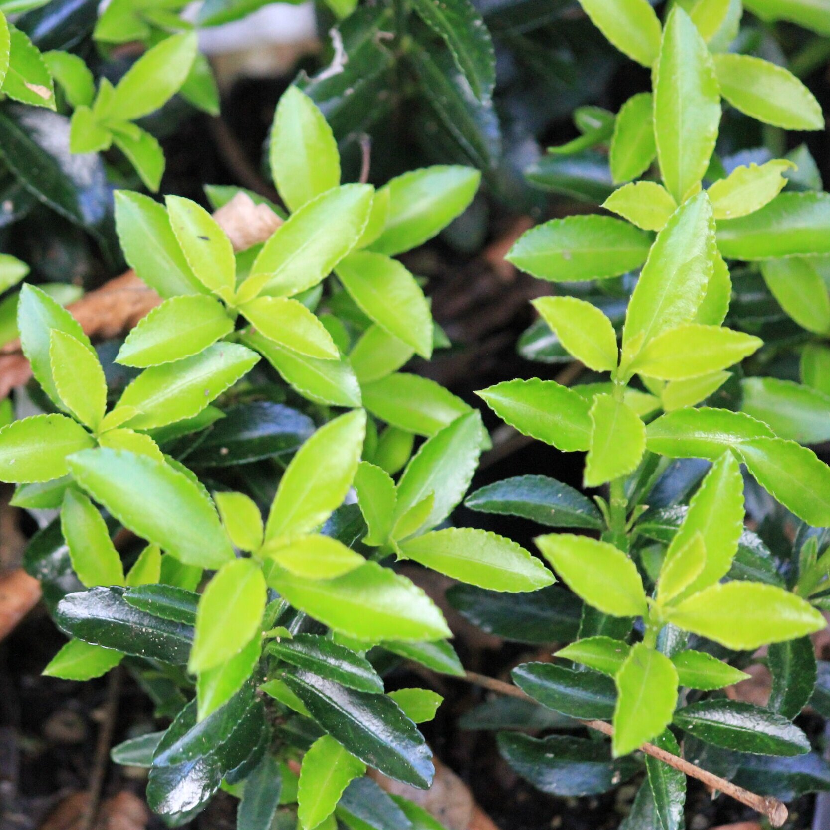 Euronymous ‘Emerald Gem’ 