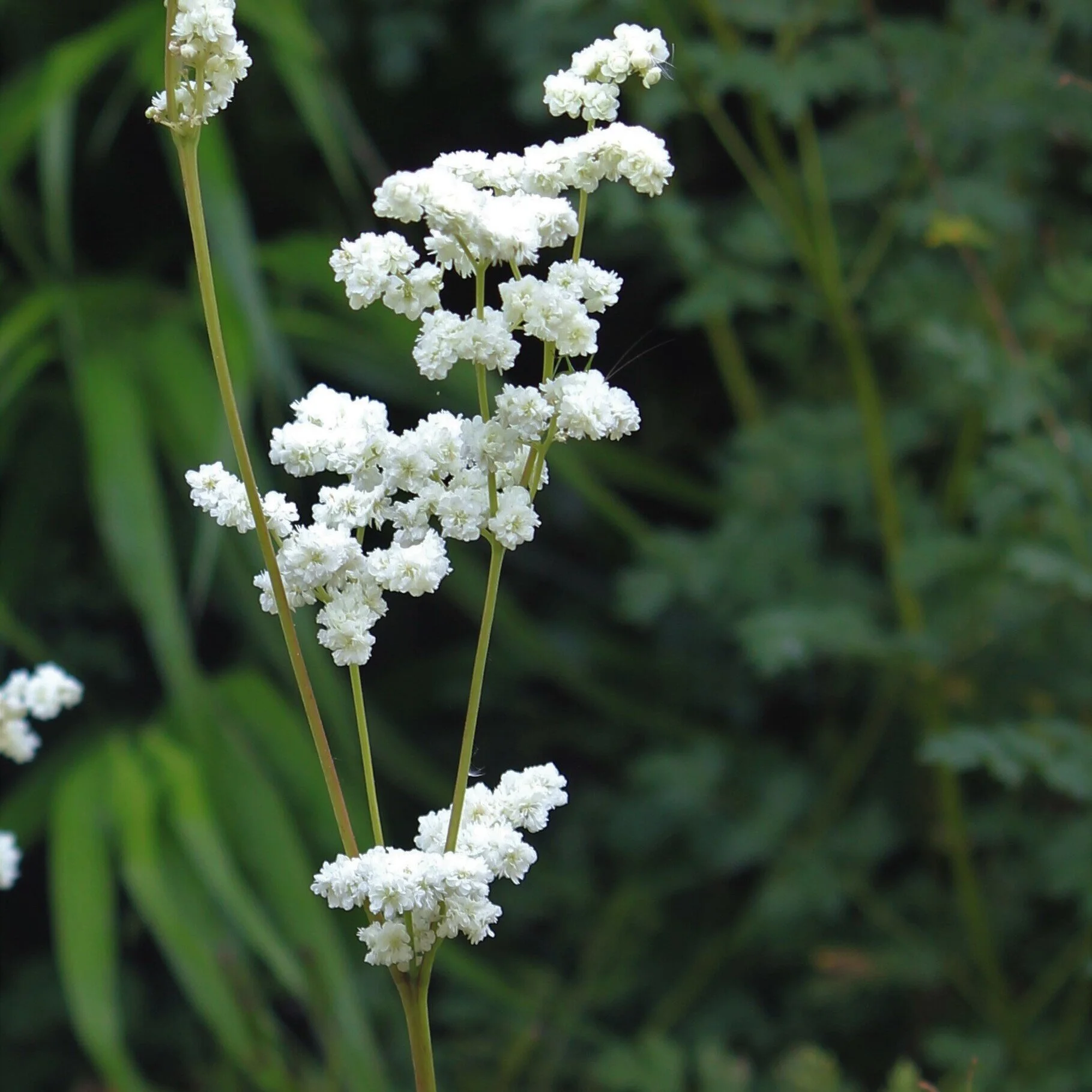 Filipendula hexapetala - $10