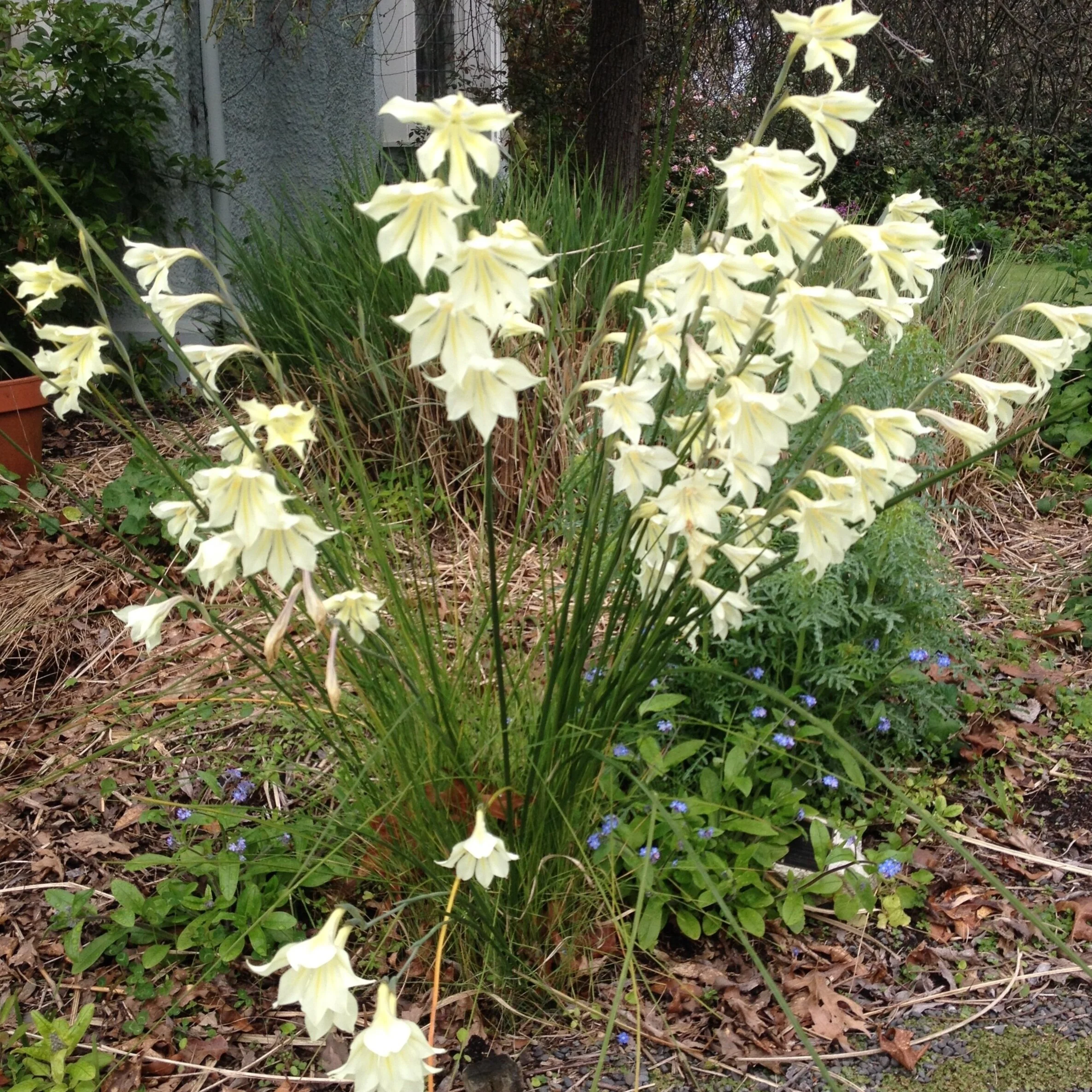 Gladiolus tristis. - From $12