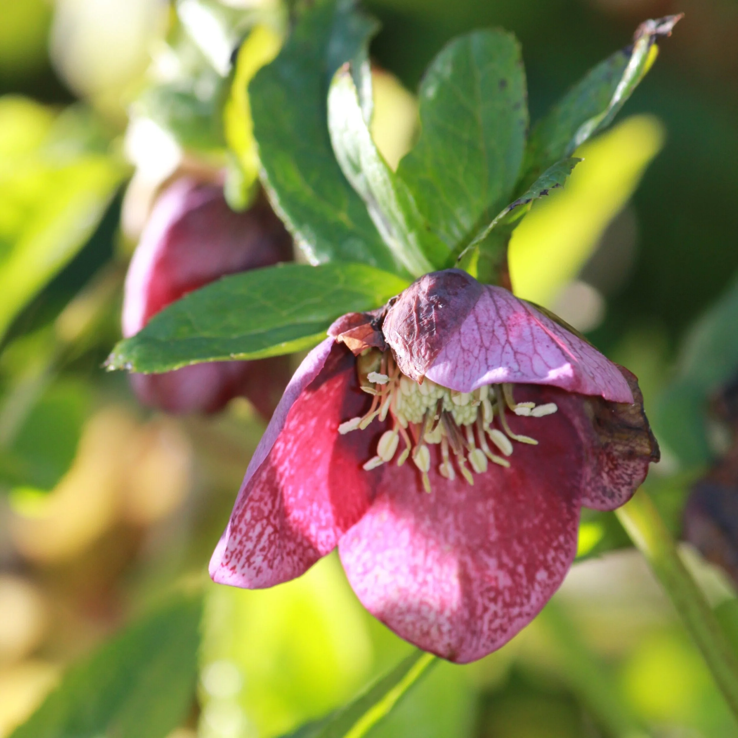 Helleborus orientalis, mixed - $16