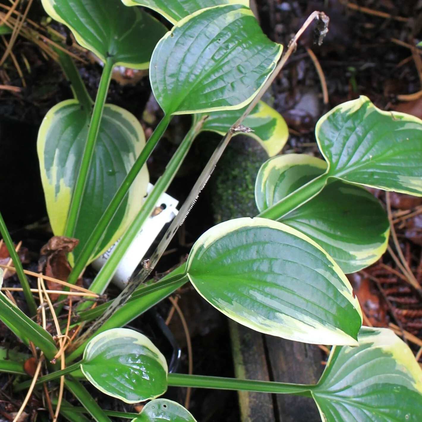 Hosta `Brimcup’ 