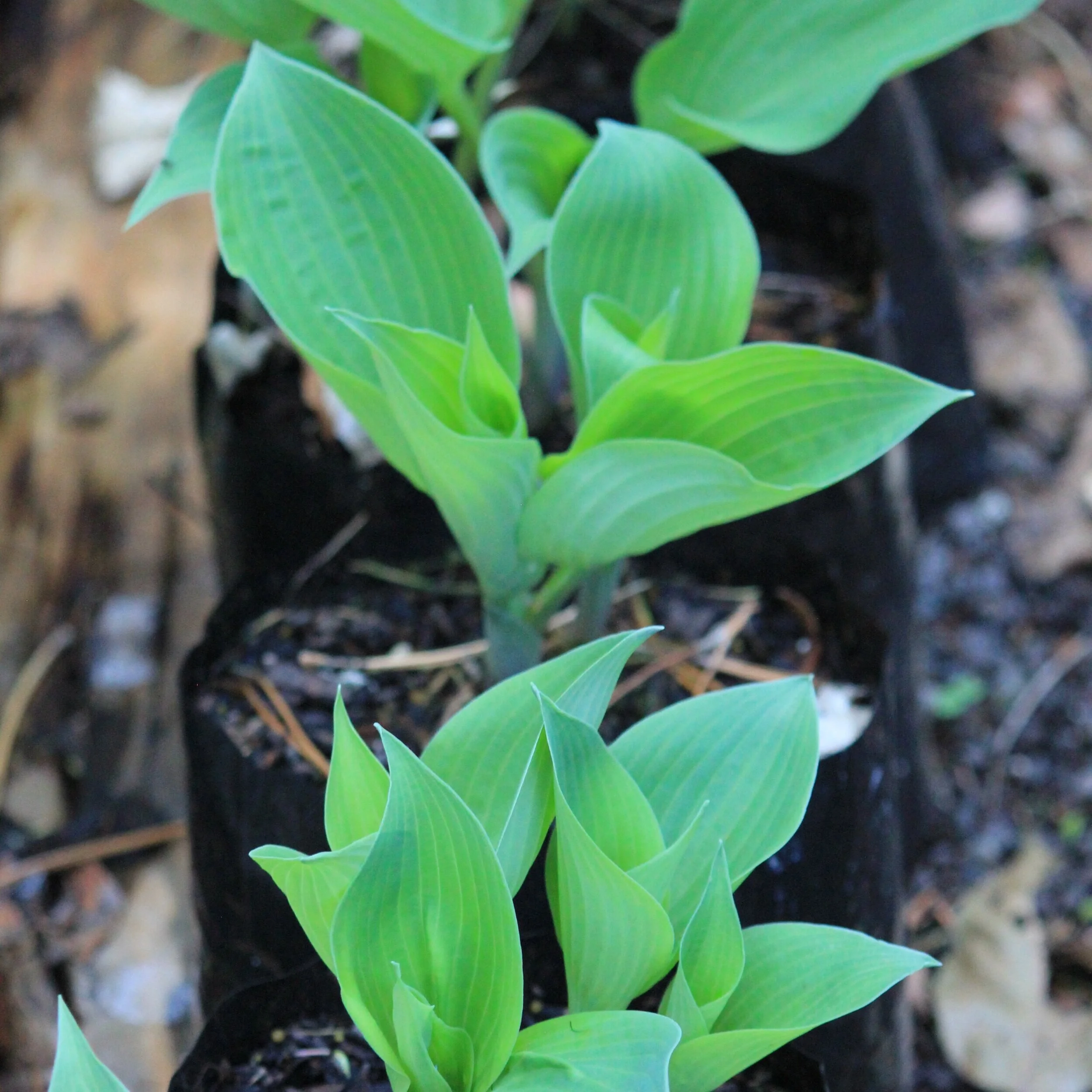 Hosta  `Flemish Sky’ - $18