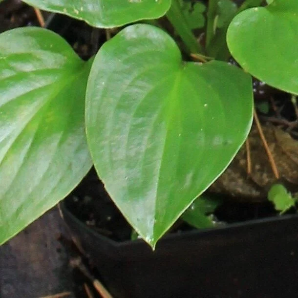 Hosta 'Plantaginea grandiflora'  