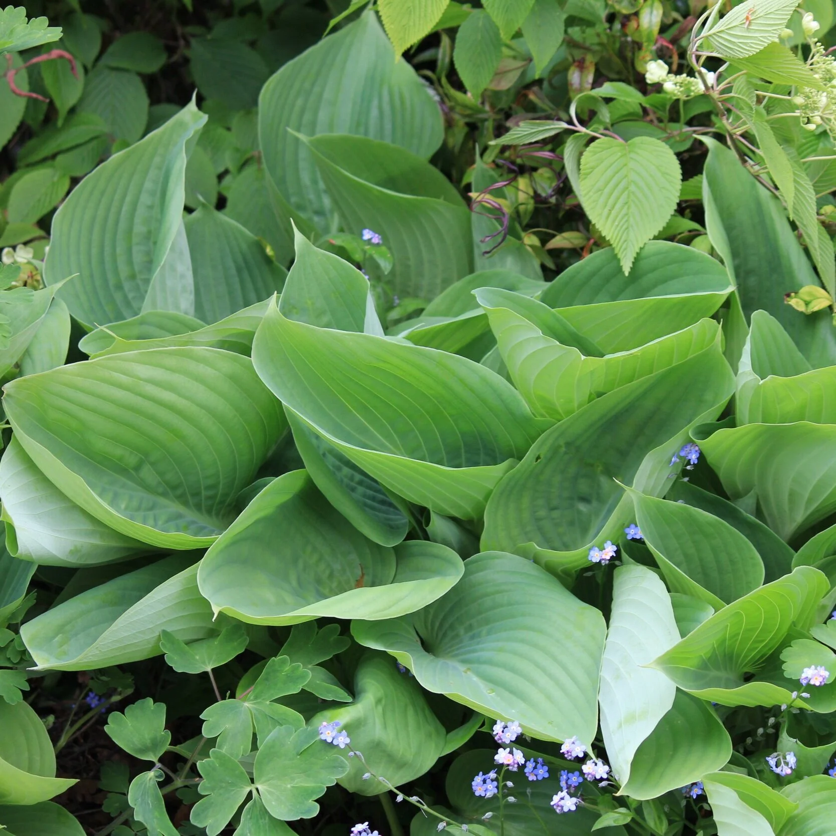 Hosta 'Sum and Substance' 
