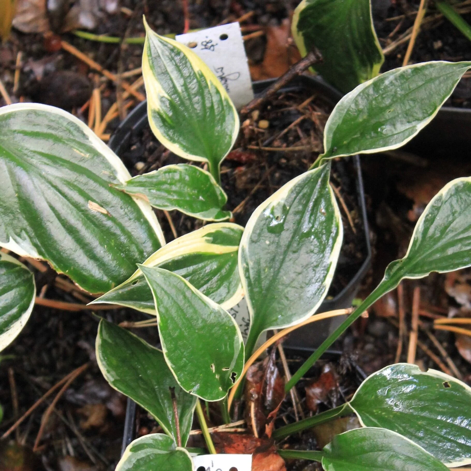 Hosta 'Twilight'. 