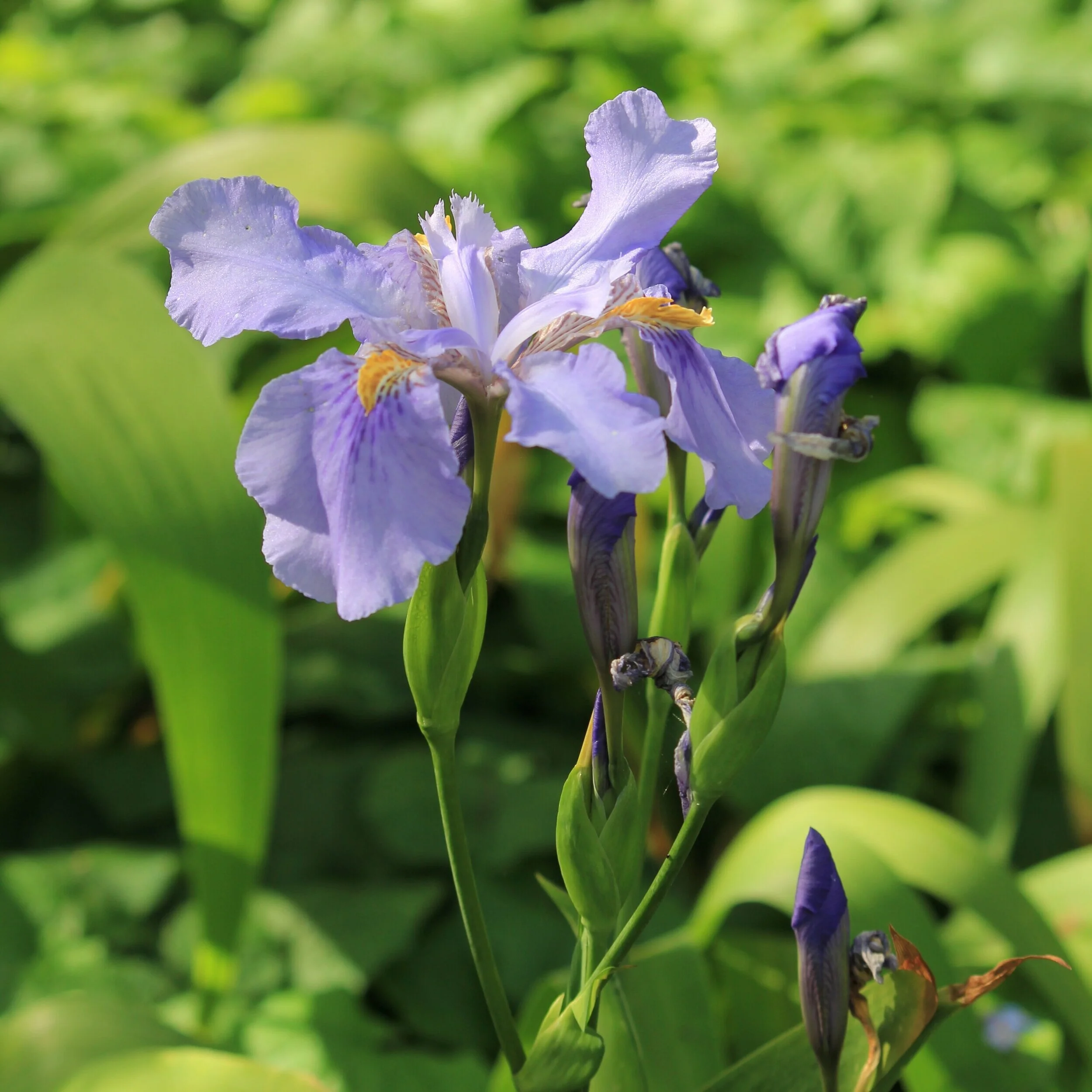 Iris evansia `The Ridges’. - From $12