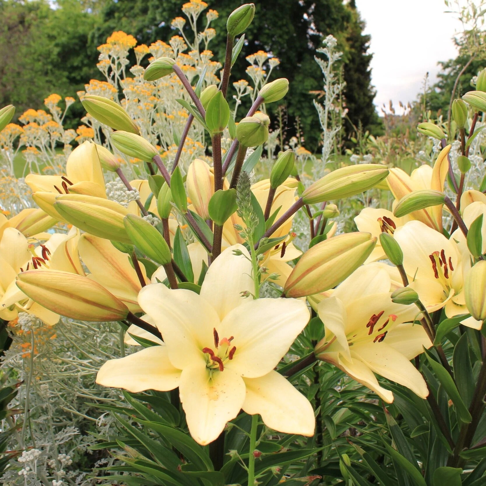 Lilium `Courier’ - From $10