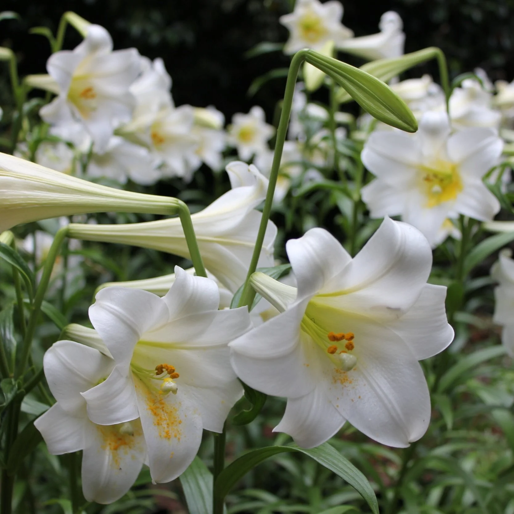 Lilium longiflorum - $18