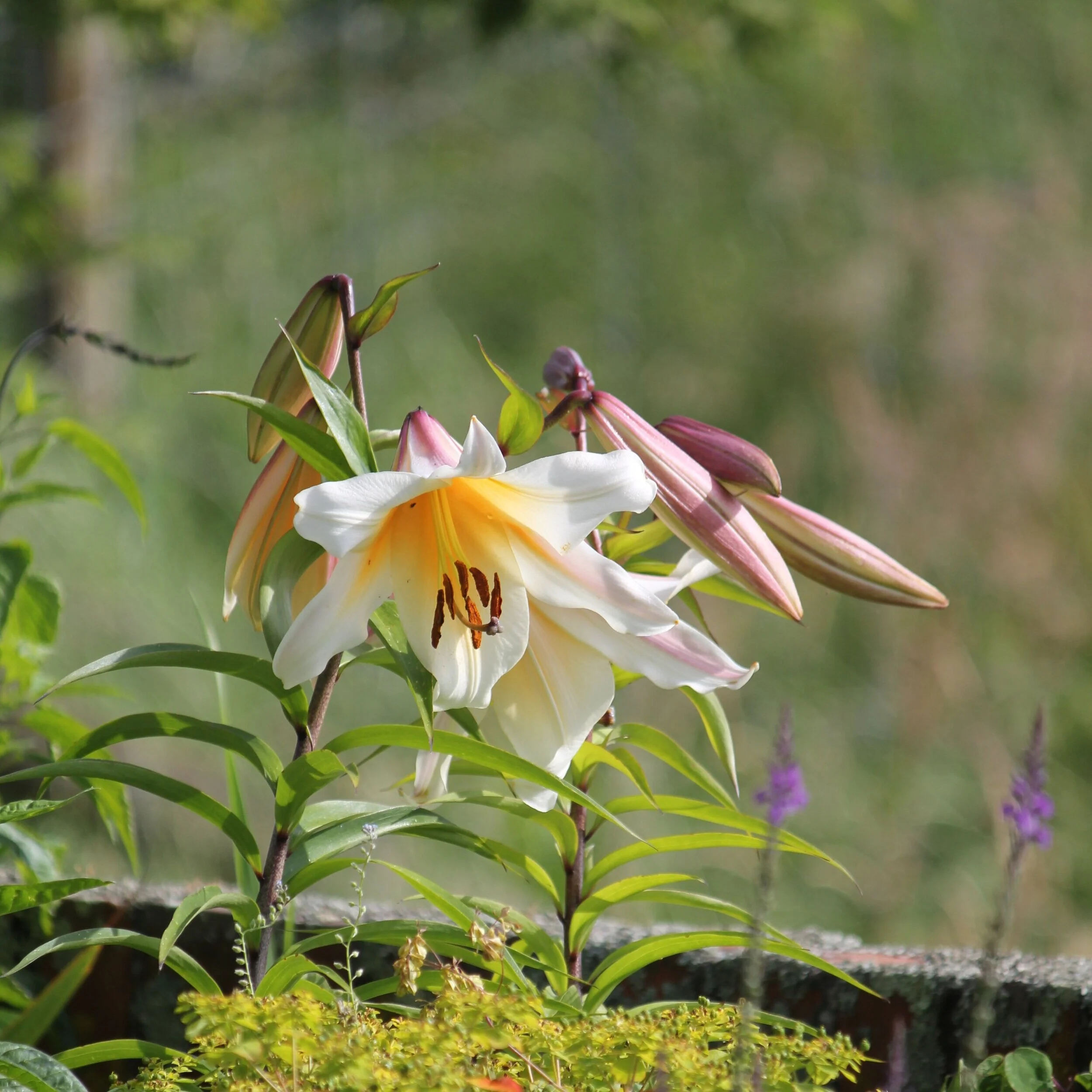 Lilium regale. - $20