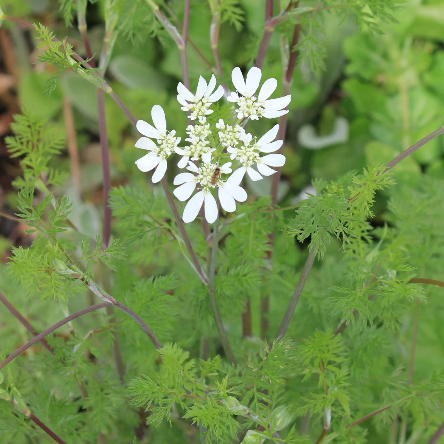 Orlaya grandiflora - $9