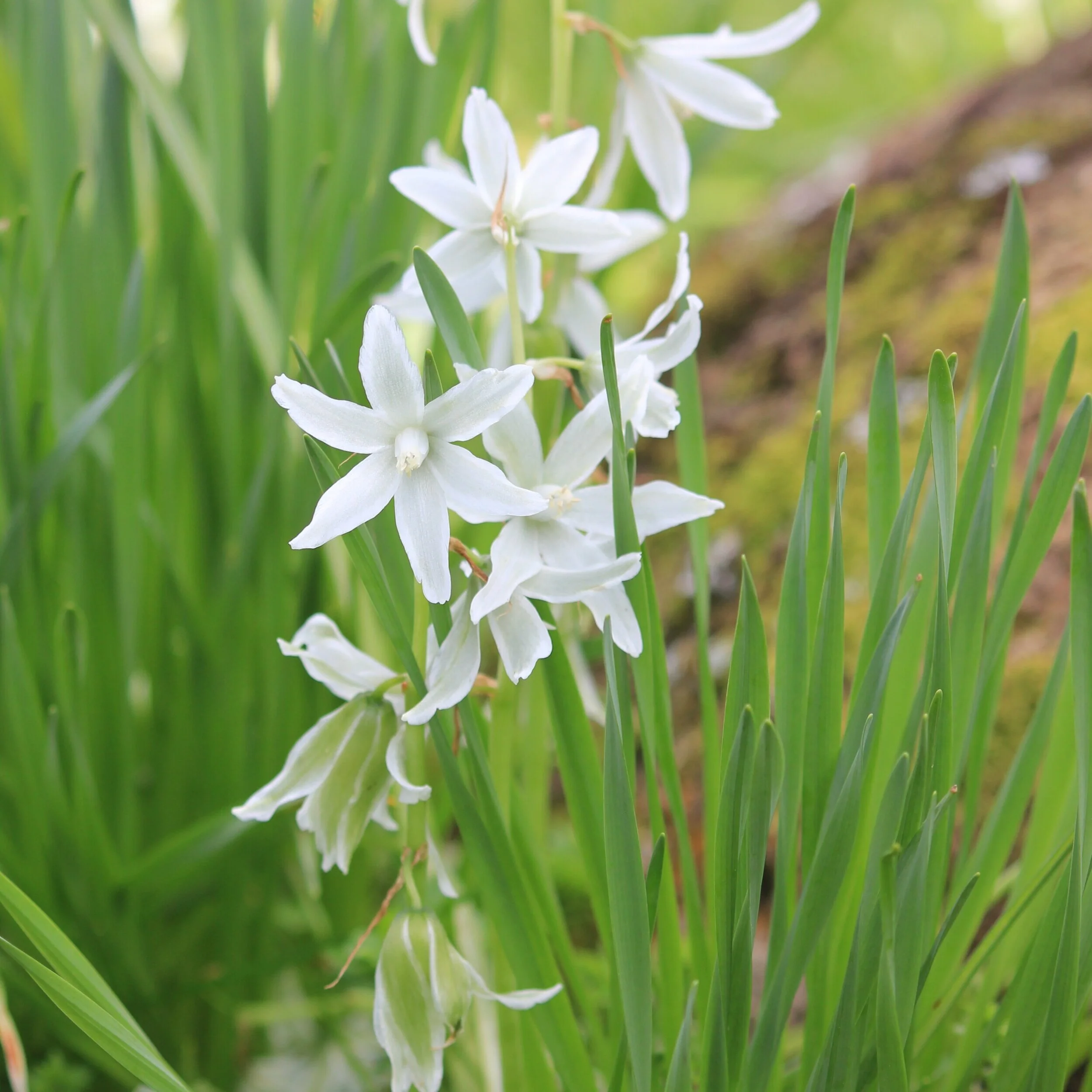 Ornithogalum nutans - $12