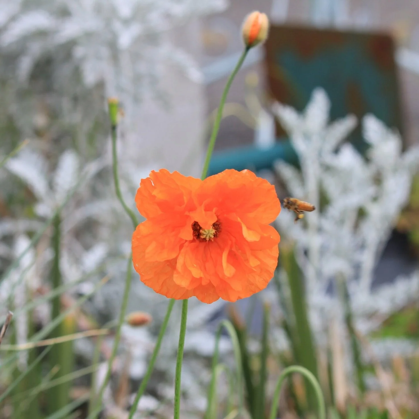 Papaver rupifragum -$9.00