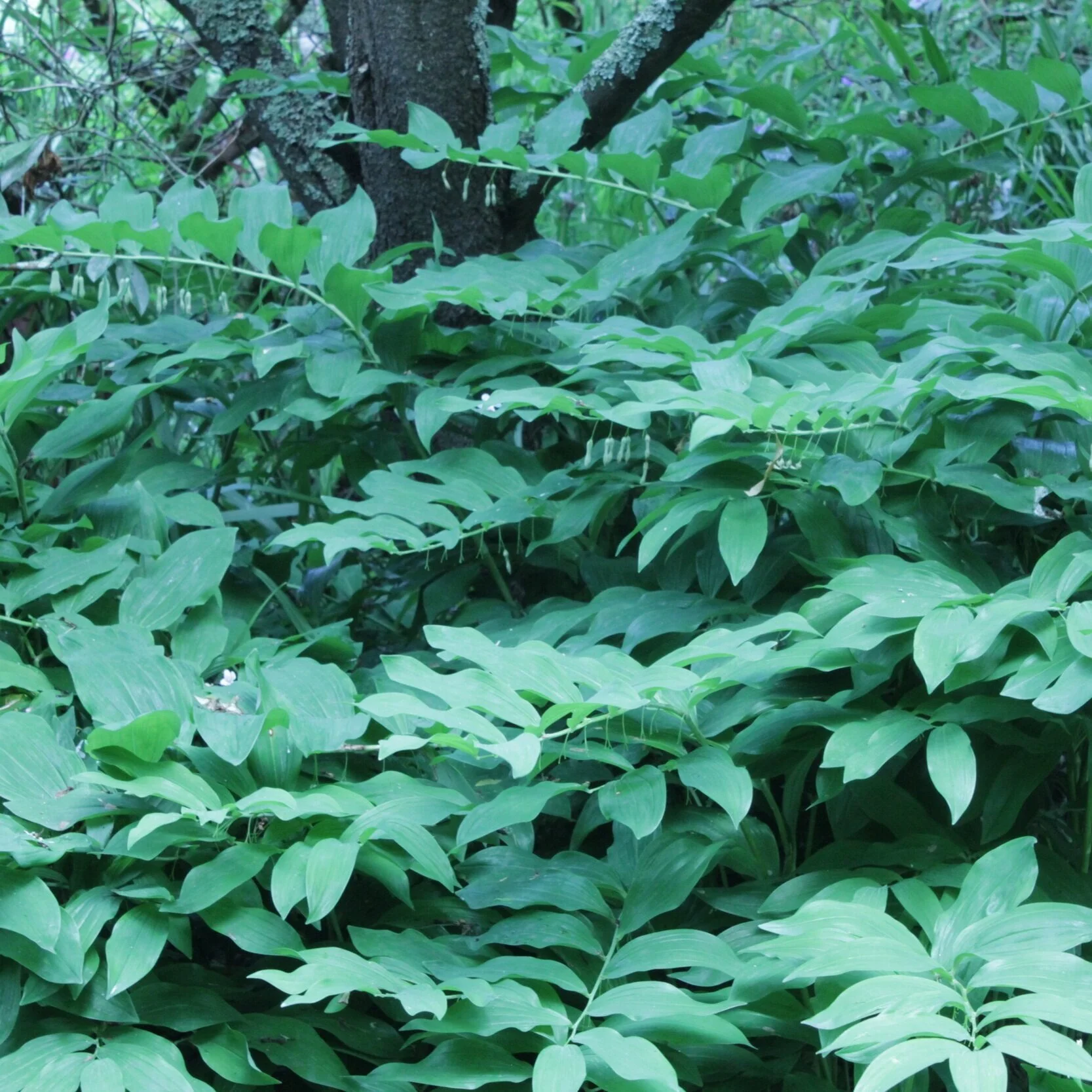 Polygonatum x hybridum 'Solomans Seal' 