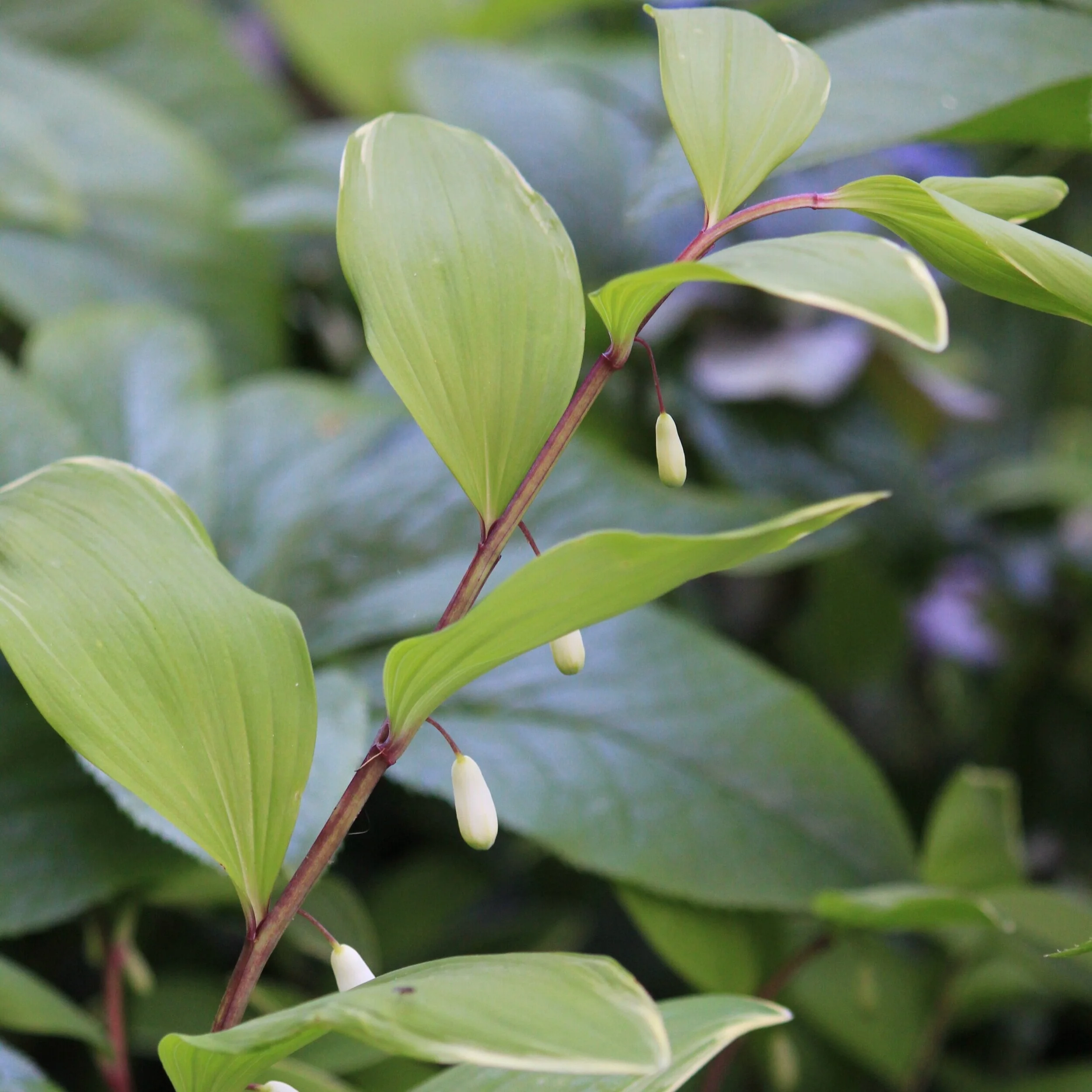 Polygonatum falcatum variegated 