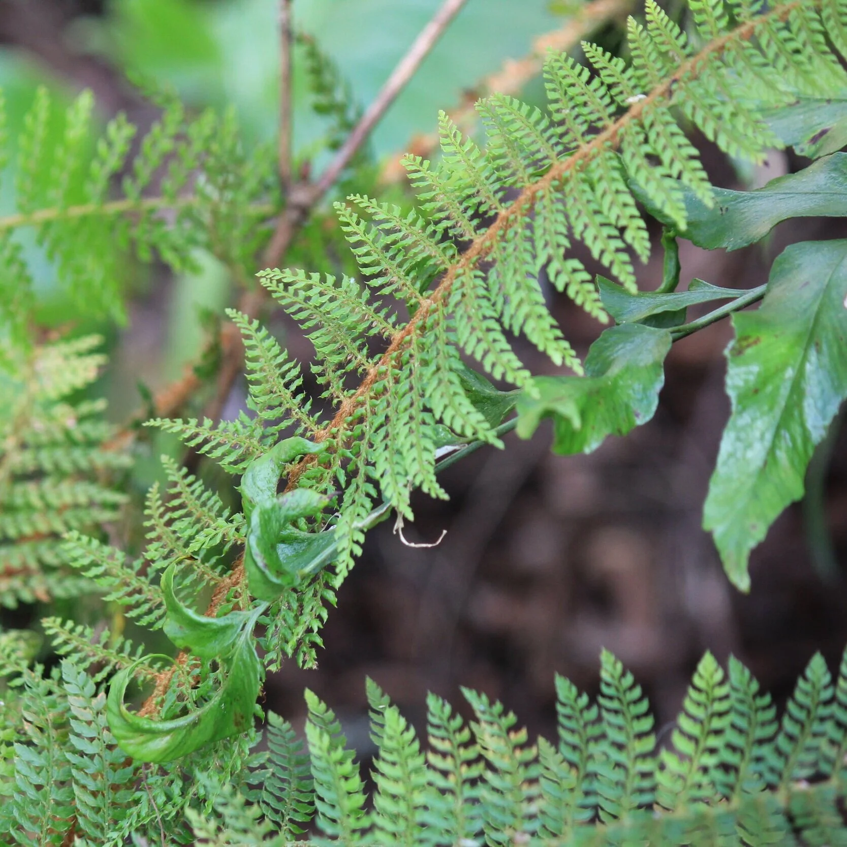 Polystichum setiferum - $24 (Available Soon)