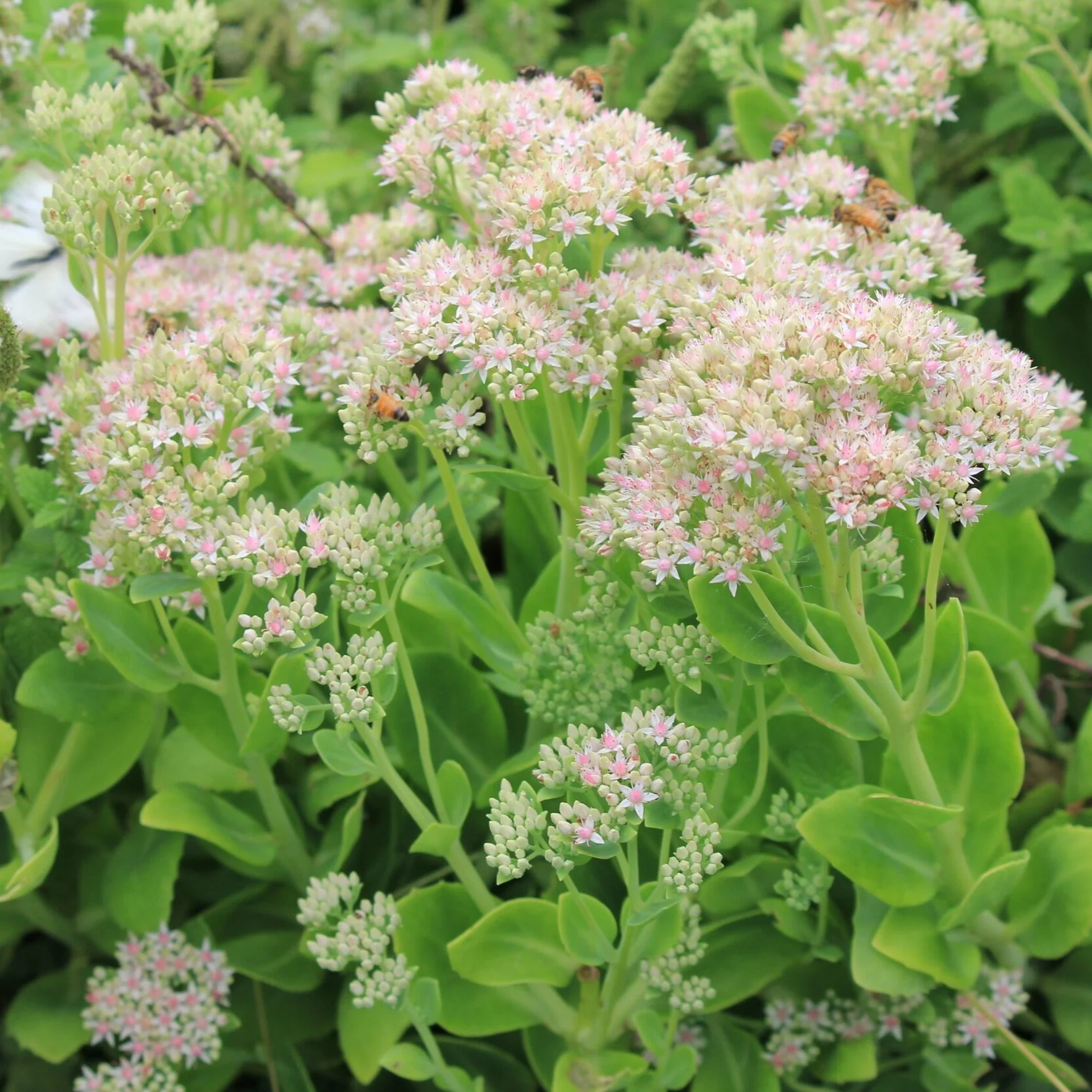 Sedum sp. - Pale pink form - From $8