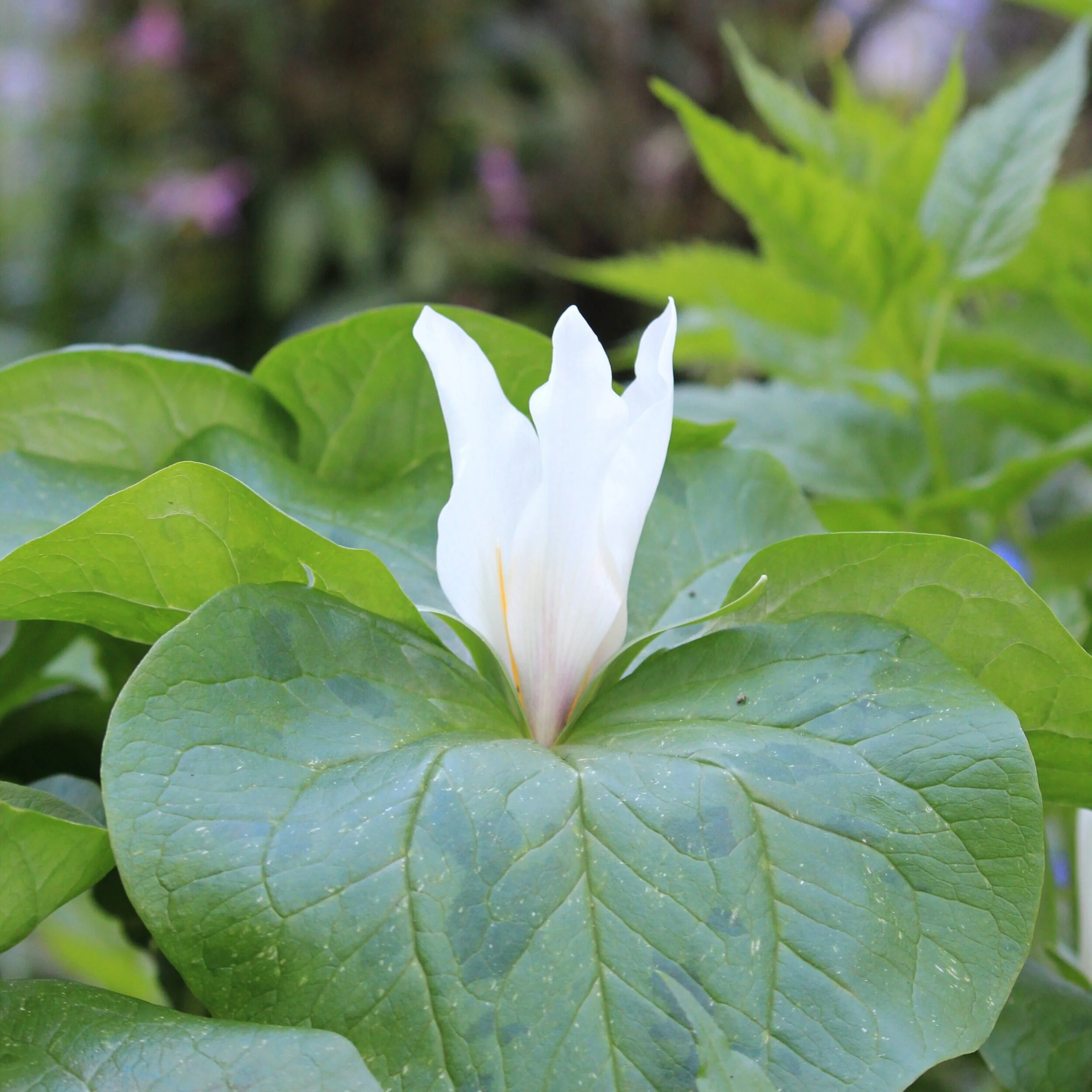 Trillium chloropetalum - White form 