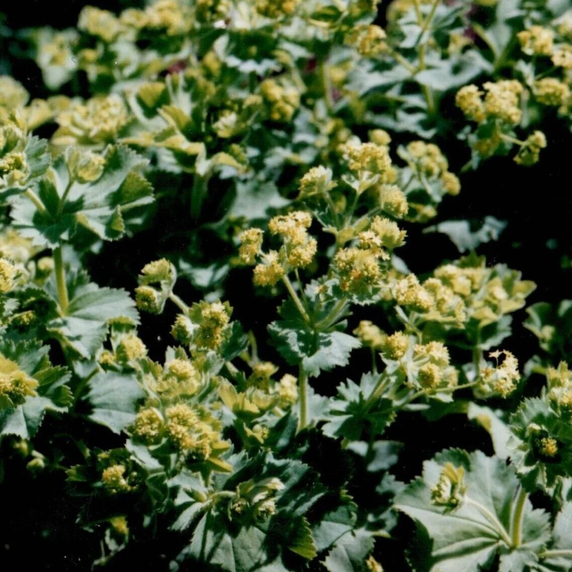 Alchemilla mollis 'Lady’s Mantle' - $9