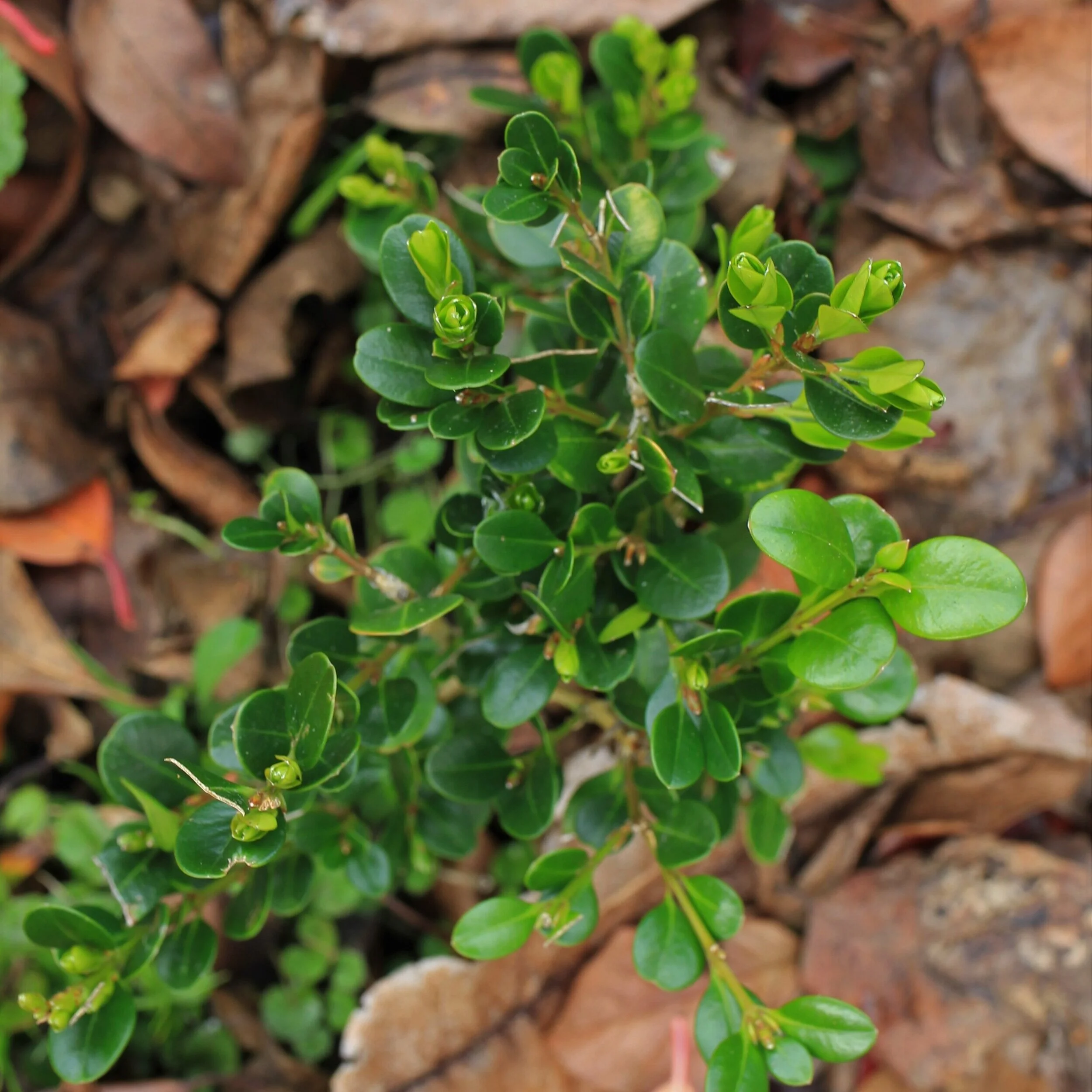 Buxus `Green Gem' - $9