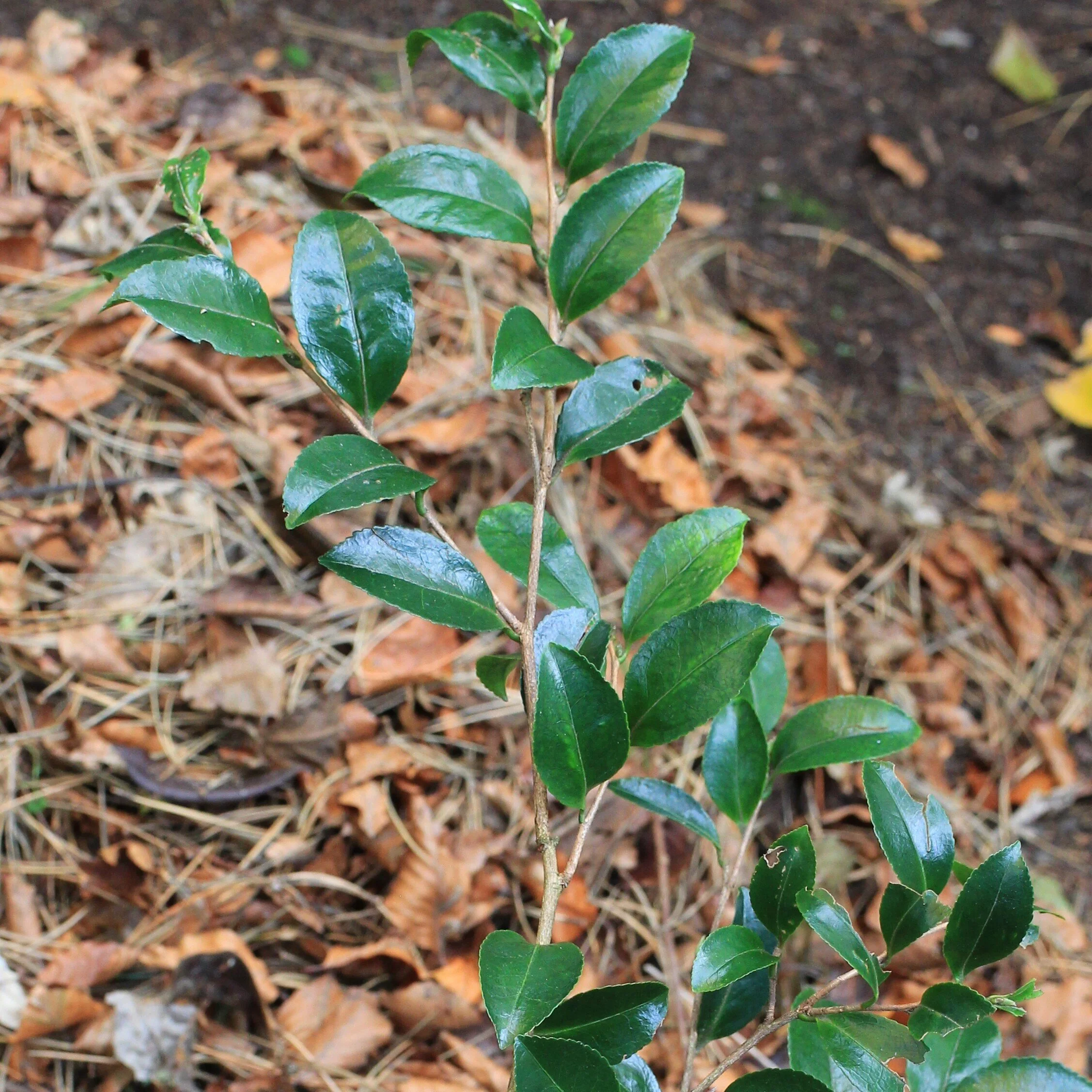 Camellia sasanqua 'Setsugekka' 