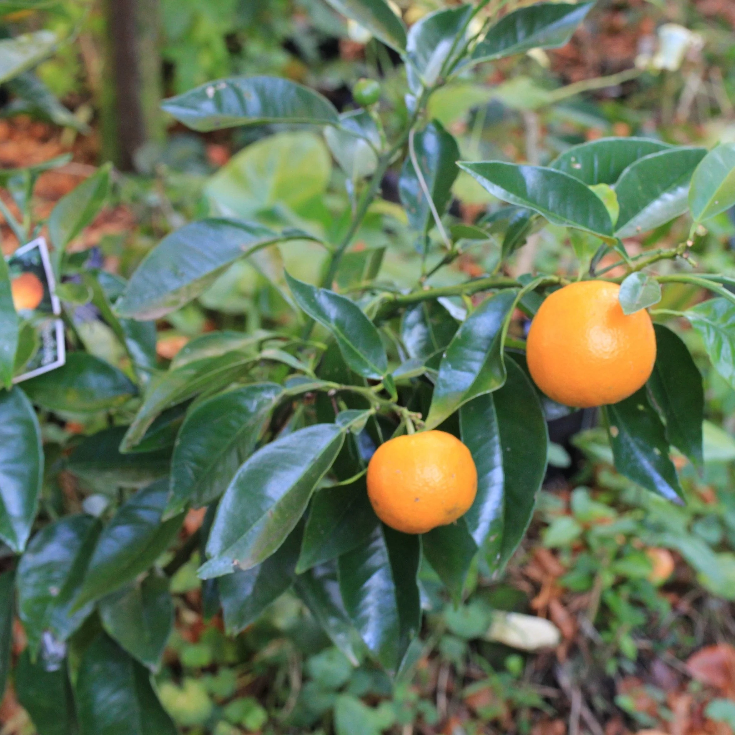 Citrus aurantium var. bergamia - $45 - Sold Out