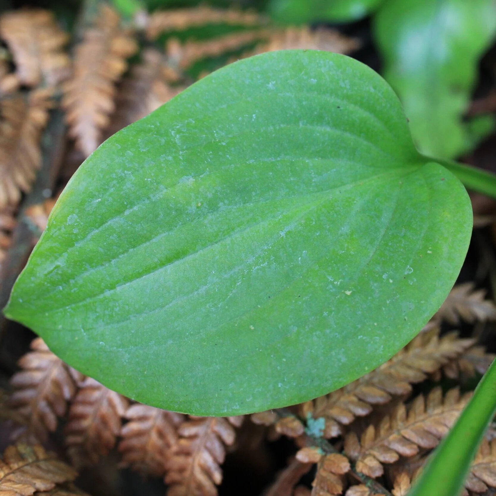 Hosta `Fragrant Blue’ - $18