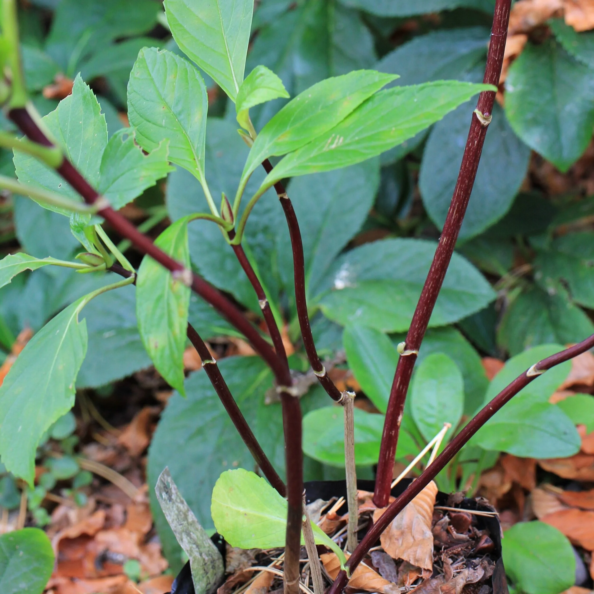 Hydrangea nigra - $18.00