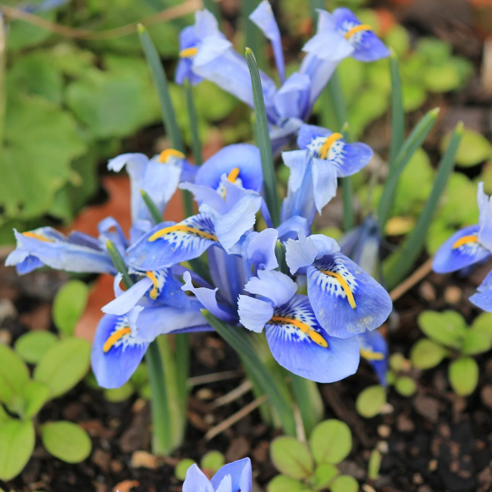 Iris reticulata `Alida’ 