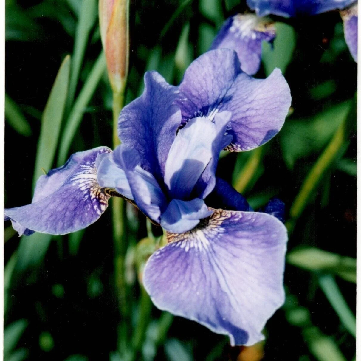 Iris siberica blue - From $9