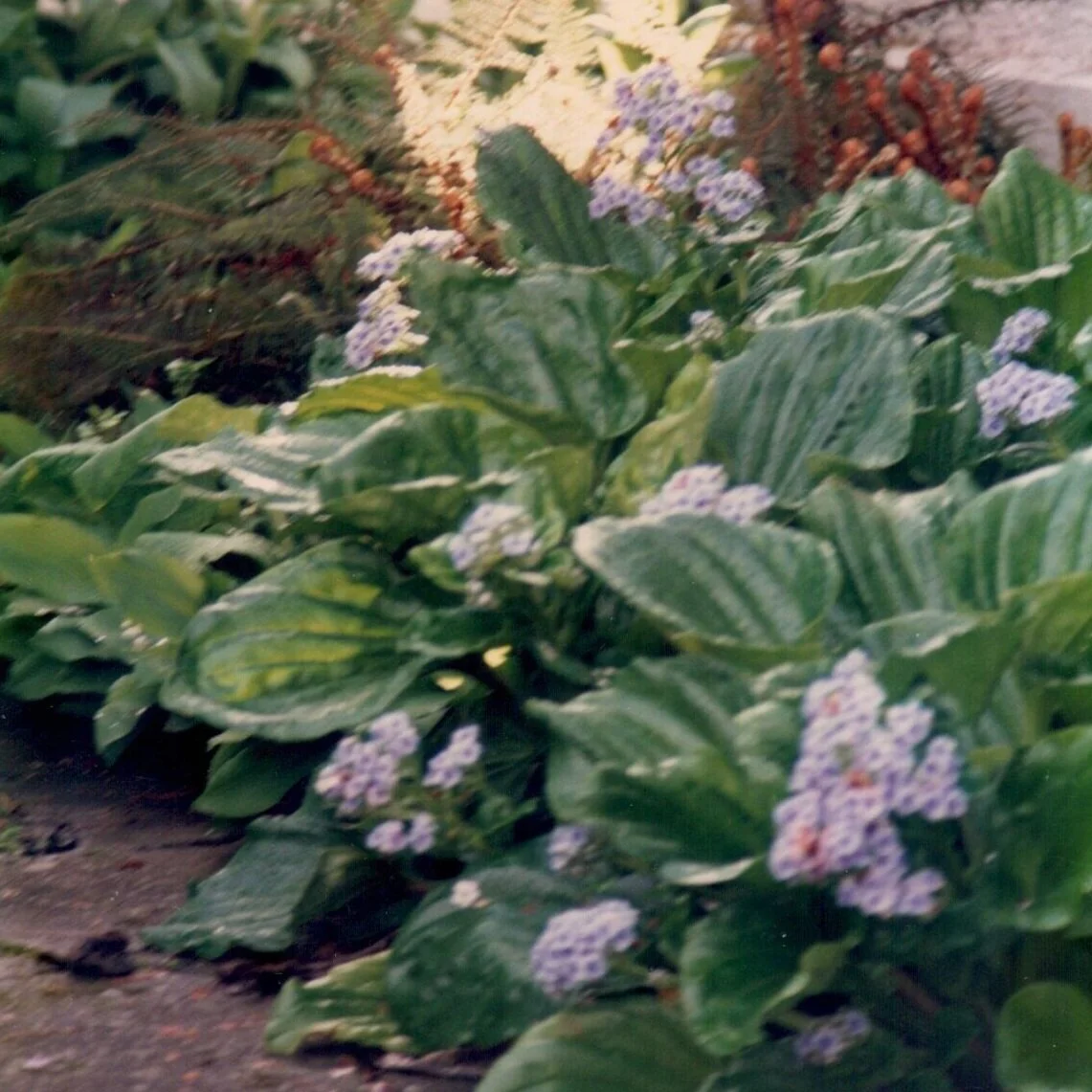 Myosotidium hortensia. - $16