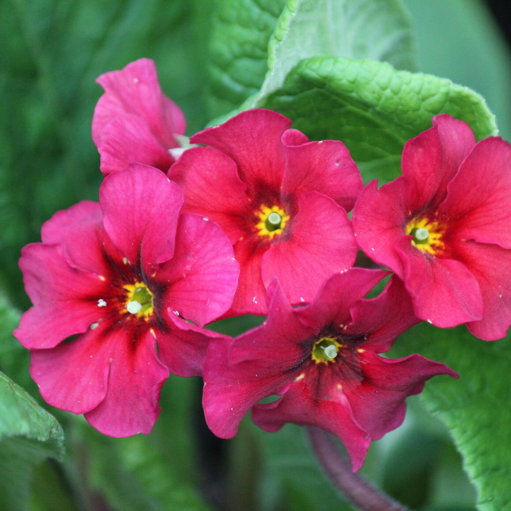 Primula obconica - From $9