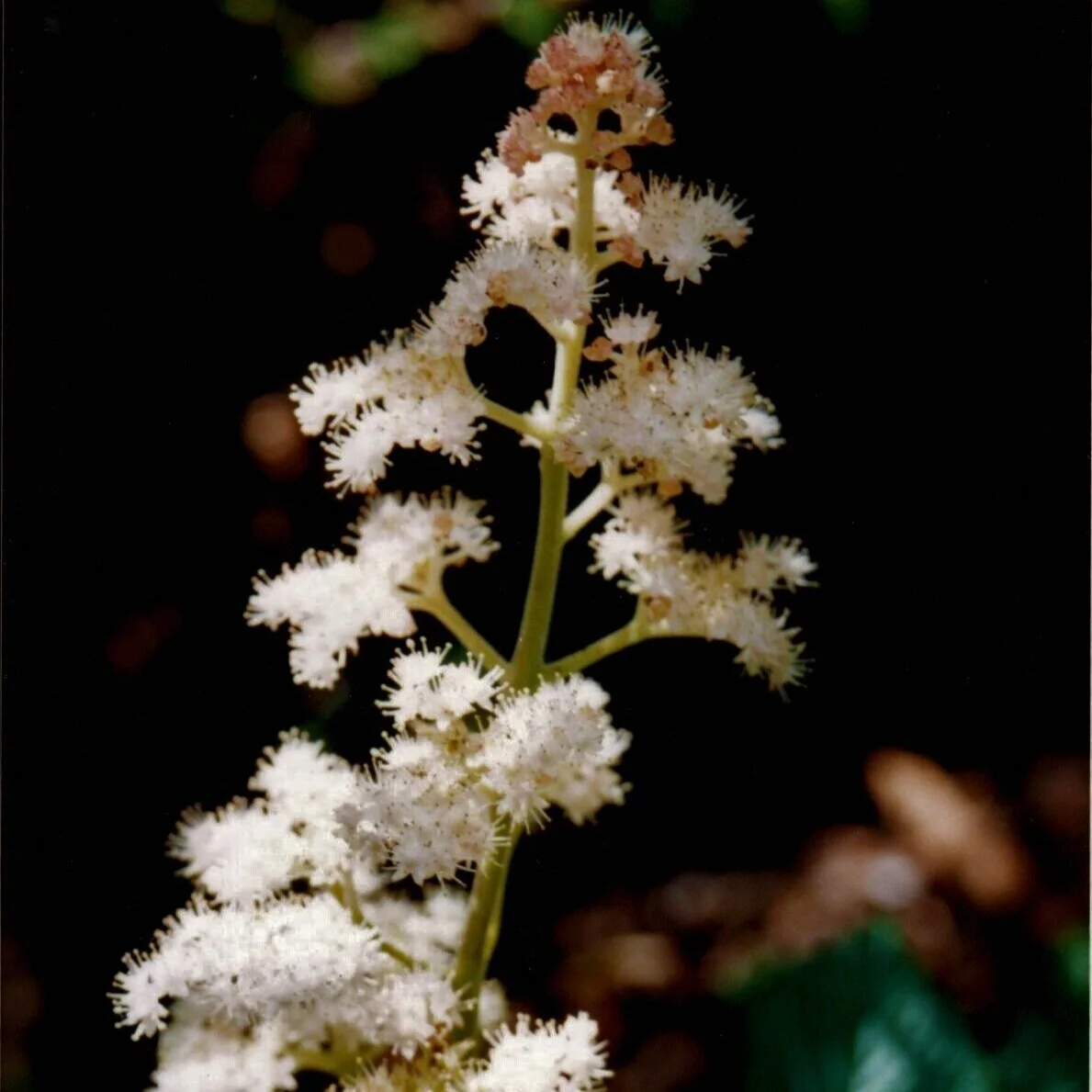Rodgersia aesculifolia 