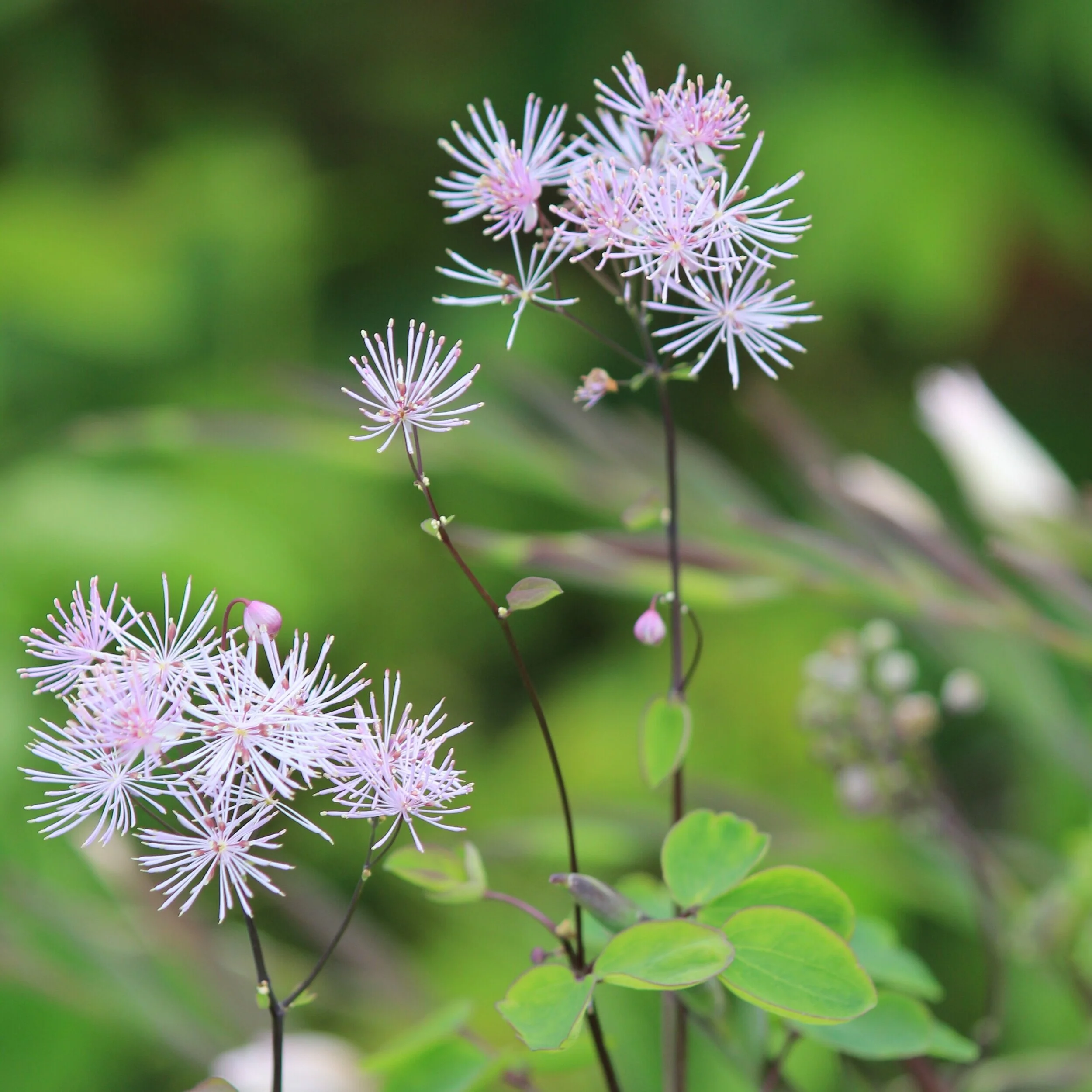 Thalictrum aquilegifolium - $16.00