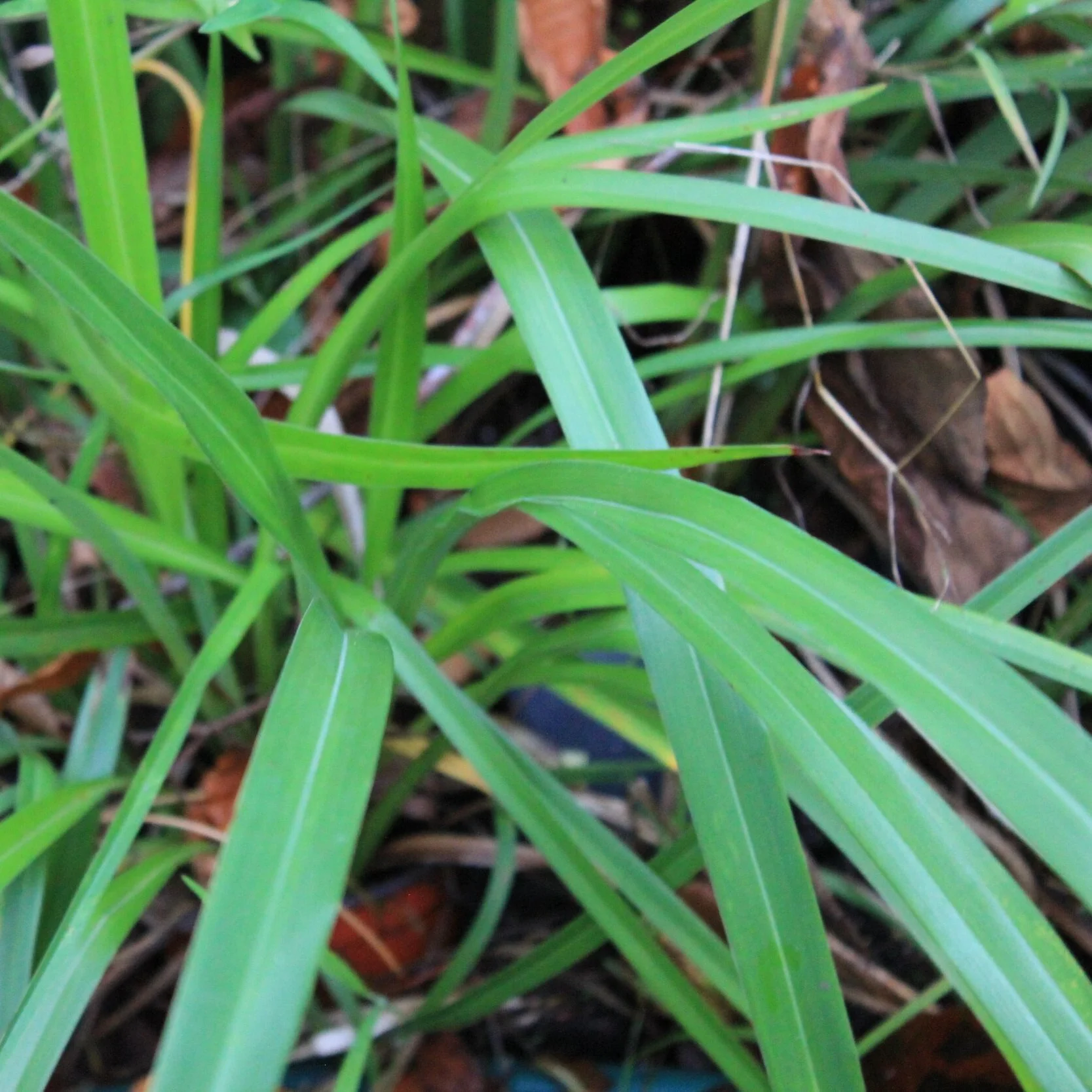 Phormium cookianum 'Emerald Gem' 