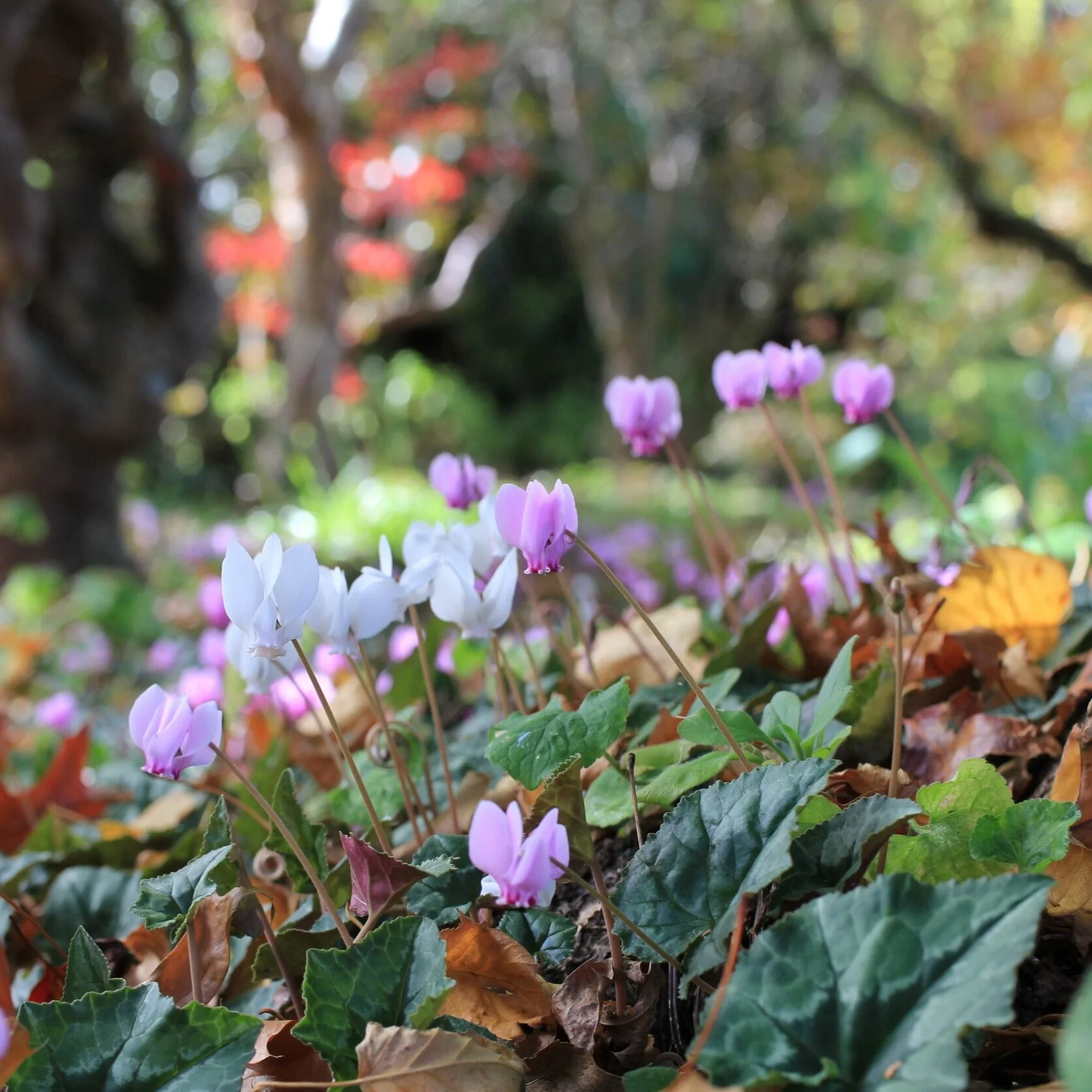 Cyclamen hederifolium 
