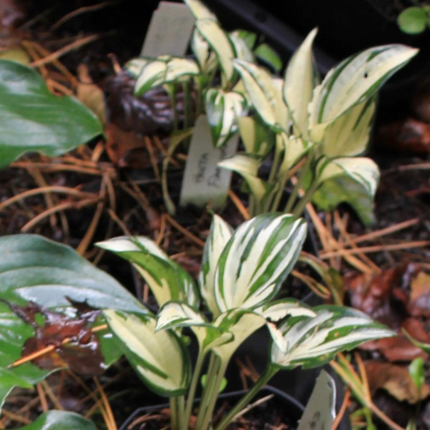Hosta `Fireworks’. 