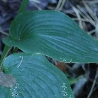 Hosta sieboldiana `Elegans’   - Sold Out