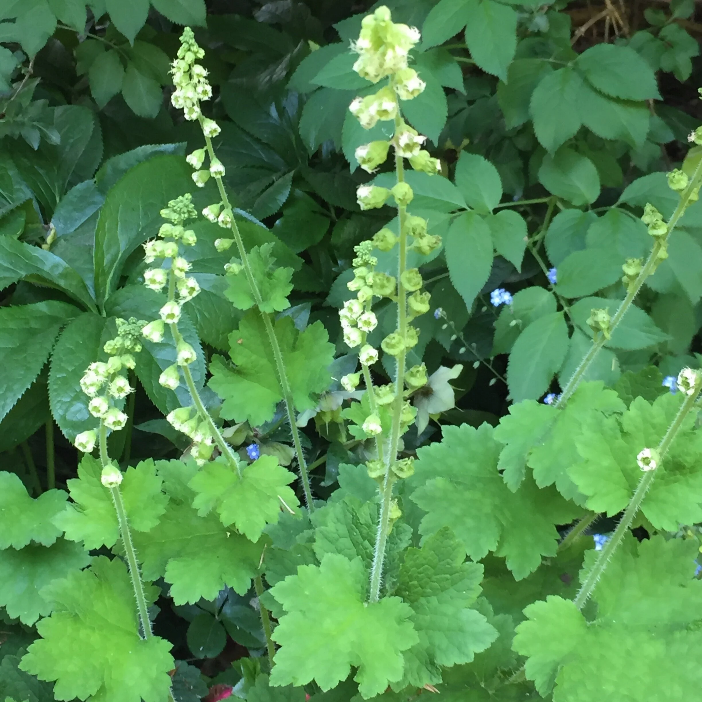 Tellima grandiflora. - From $8