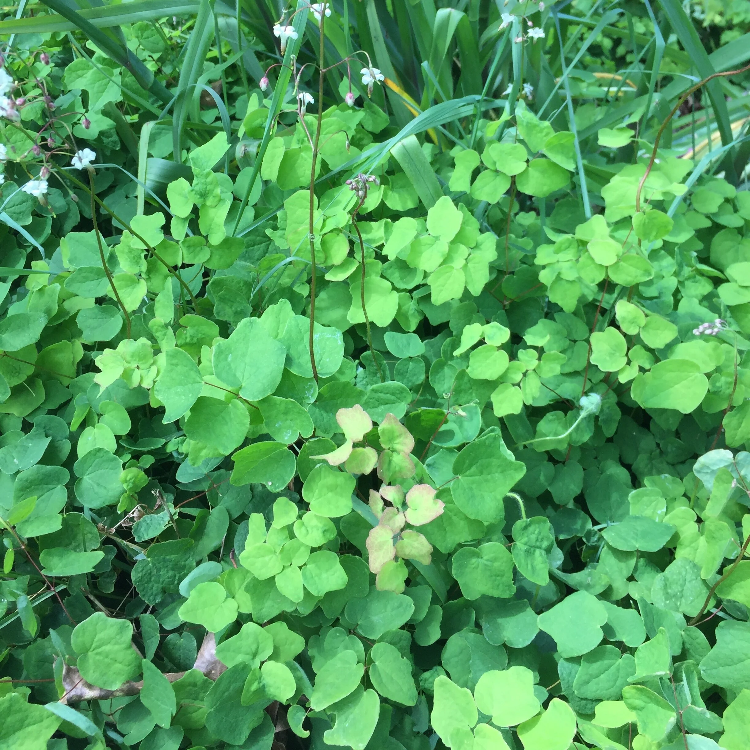 Vancouveria hexandra 