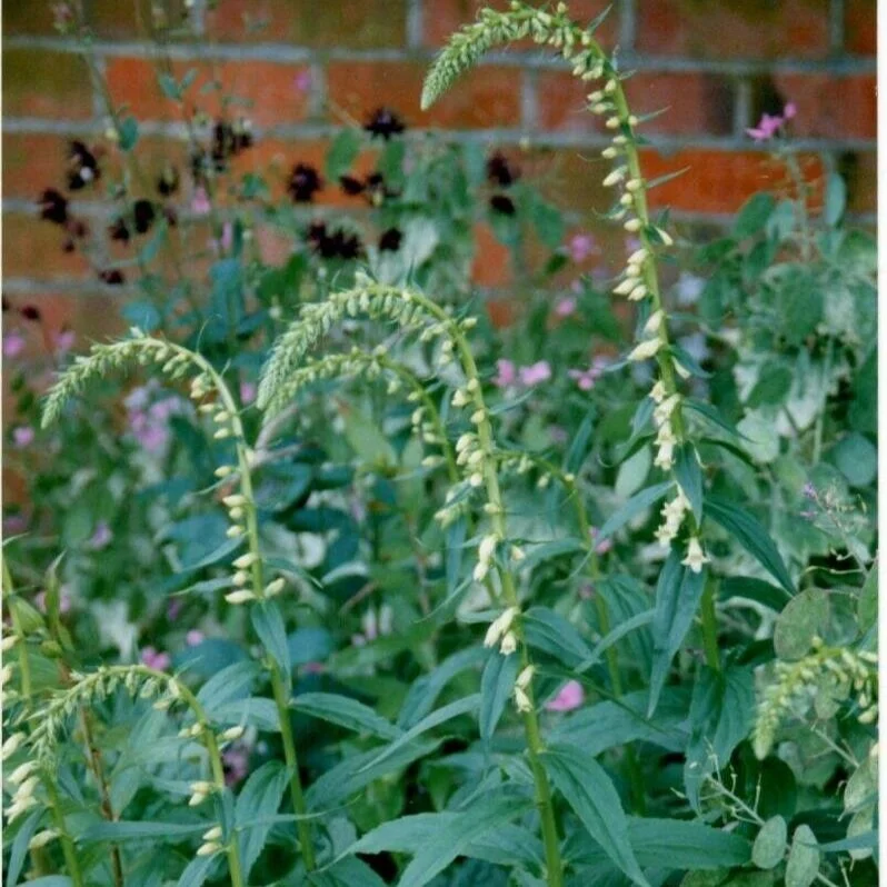 Digitalis lutea - $9