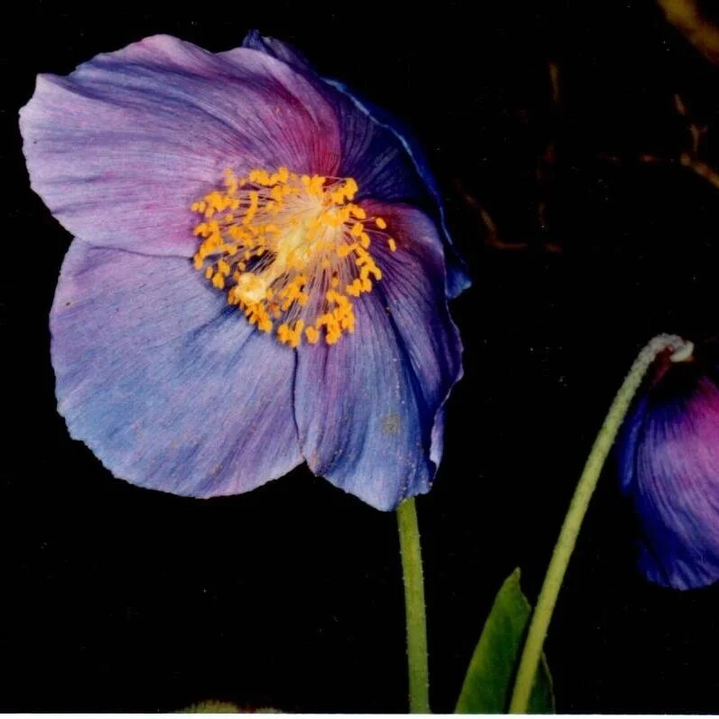 Meconopsis grandis - Sold out