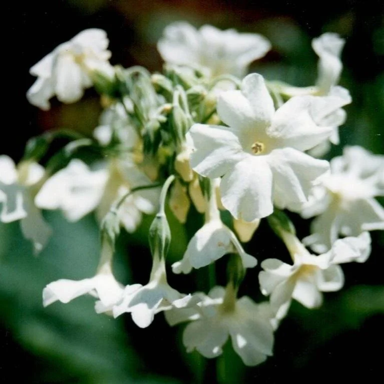 Primula alpicola 'alba' 