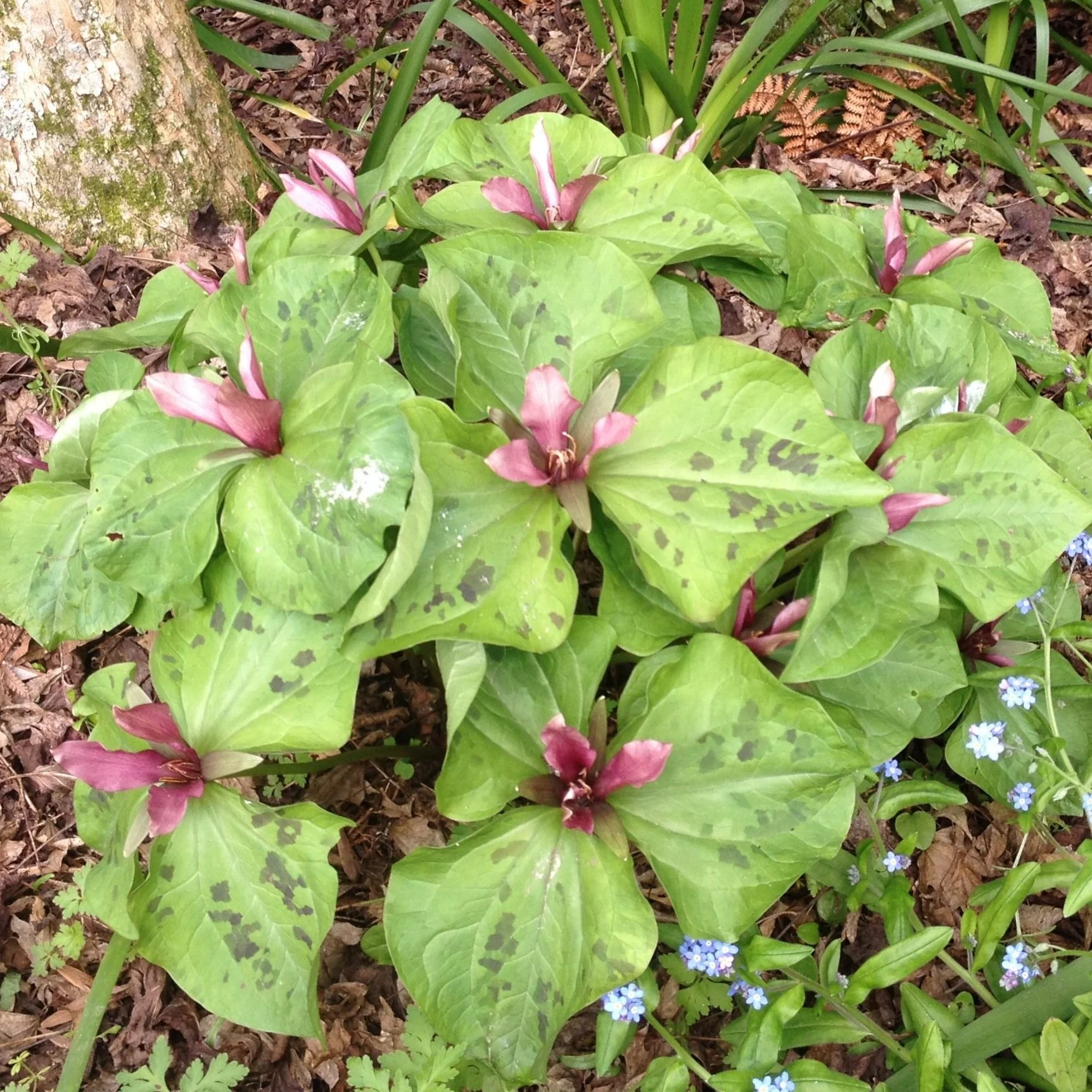 Trillium chloropetalum seedling - $45 - Sold Out 